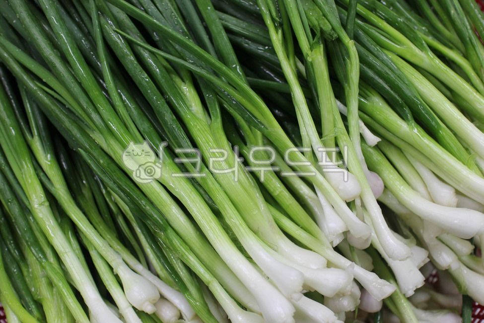 plant, 식물, food, vegetable, 야채, 사진,이미지,일러스트,캘리그라피 - 진소니작가