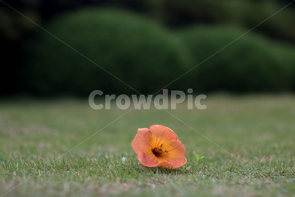 능소화,꽃,여름,여름꽃,풀밭,오렌지,식물,자연,plants,nature,꽃,flower