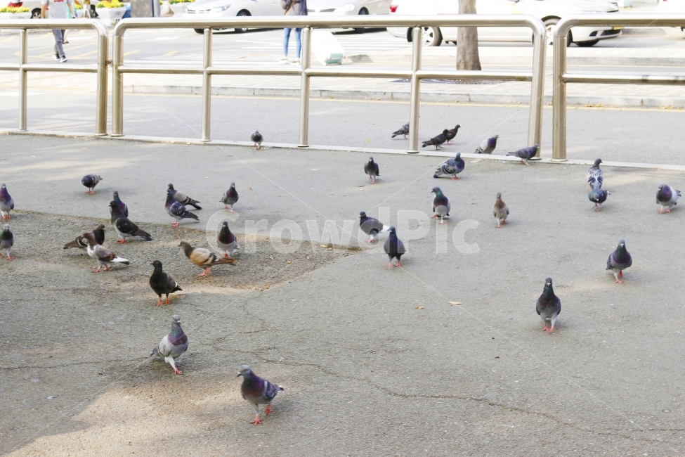 비둘기,공원,닭둘기,일상,새,동물,animal,조류,새,birds