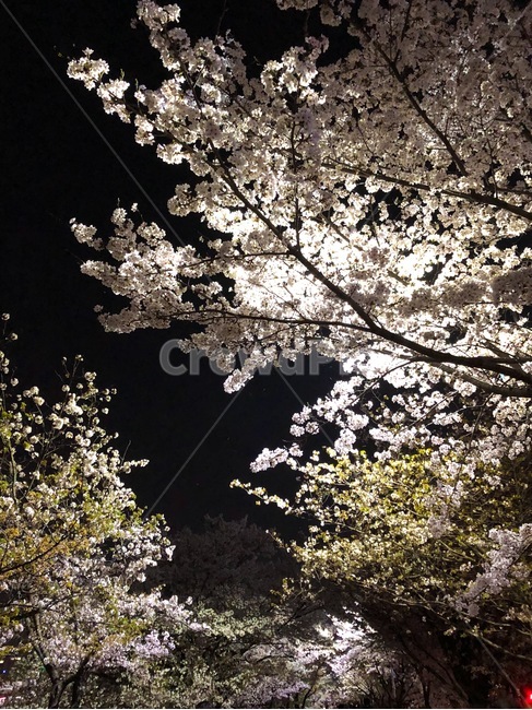 자연,봄,꽃,벚꽃,밤