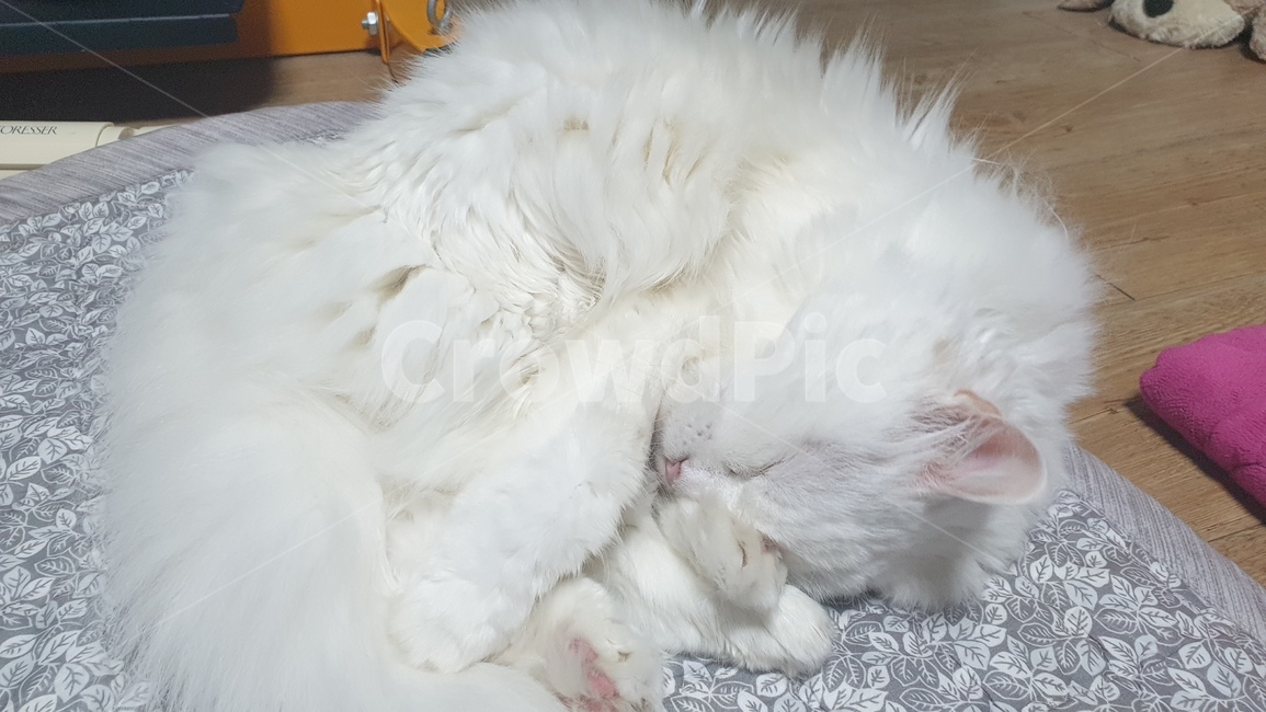터키쉬,냥이,고양이,낮잠자는냥이,터키시앙고라