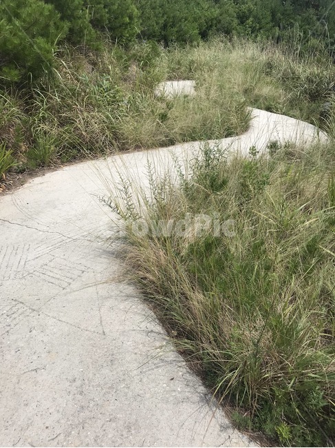 길,꼬부랑길,s자길,잔디,풀,식물,grass,plant,자연,풍경,nature,landscape,bush,부시,vegetation,초목