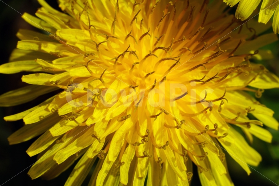 봄,꽃,자연,식물,spring,flower,nature,plants,민들레,이파리,꽃봉오리,접사,macro,클로즈업,closeup,tree,숲,숲속,산림,삼림,조경,봄꽃,감성,힐링,풍경,landscape,식물,자연,plants,nature,꽃,flower
