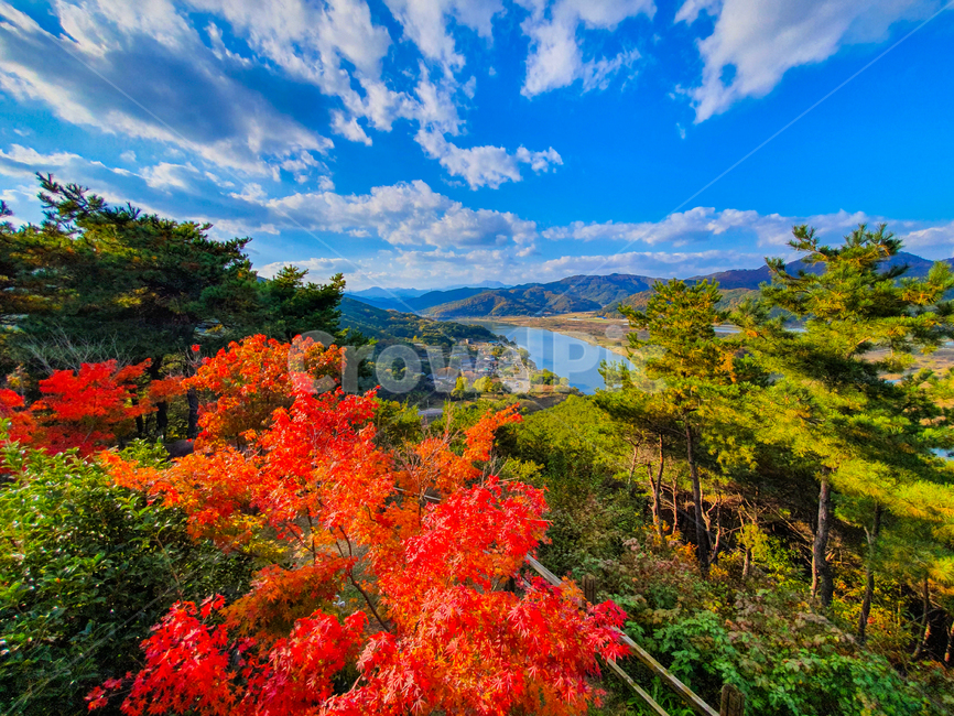 plant,식물,leaf,잎,tree,나무,풍경,자연,구름,계절,하늘,색감,가을,배경화면,cloud,산,산맥,시골,마을,단풍잎,단풍,은행나무,가을,계절,fall,autumn,season,자연,풍경,nature,landscape