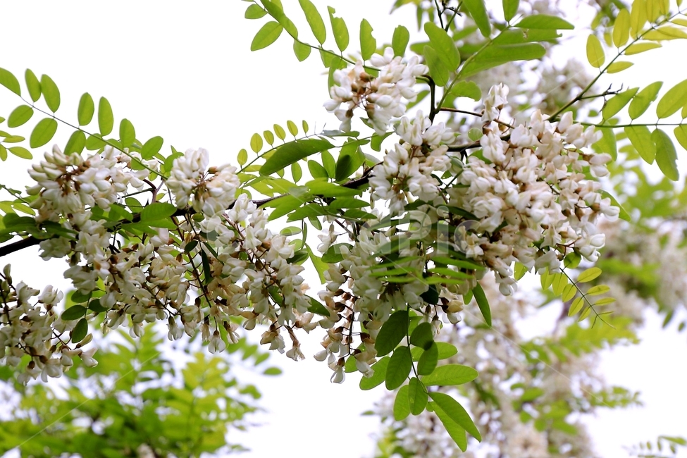 나무,아카시아,여름꽃,5월,향기,식물,자연,plants,nature,꽃,flower