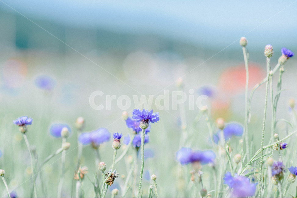 수레국화,국화,꽃,여름,식물,식물,자연,plants,nature,꽃,flower,감성,sensible,feeling