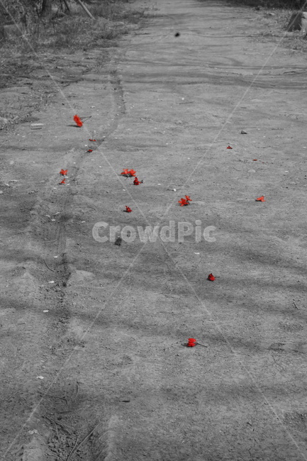 벚꽃,봄,나무,자연,이별,꽃,flower