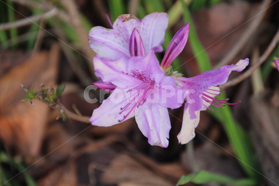 plant,식물,blossom,꽃,flower,봄