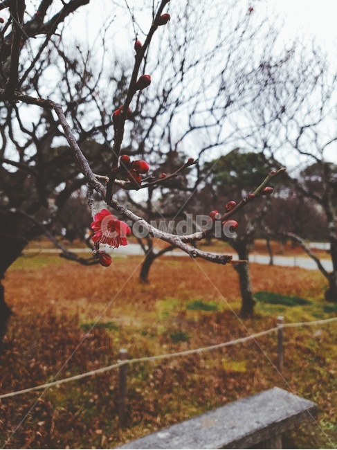 꽃,나뭇가지,나무,공원,봄,식물,자연,plants,nature
