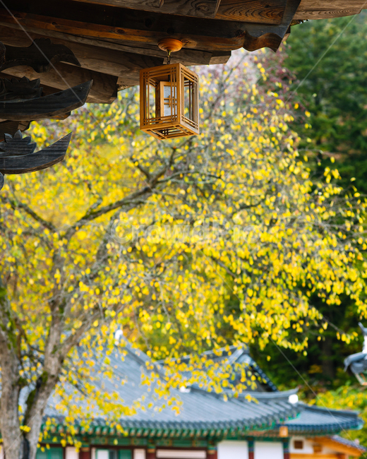 한국적,한국,기와집,한옥,백담사,설악산,가을,단풍,가을,계절,fall,autumn,season