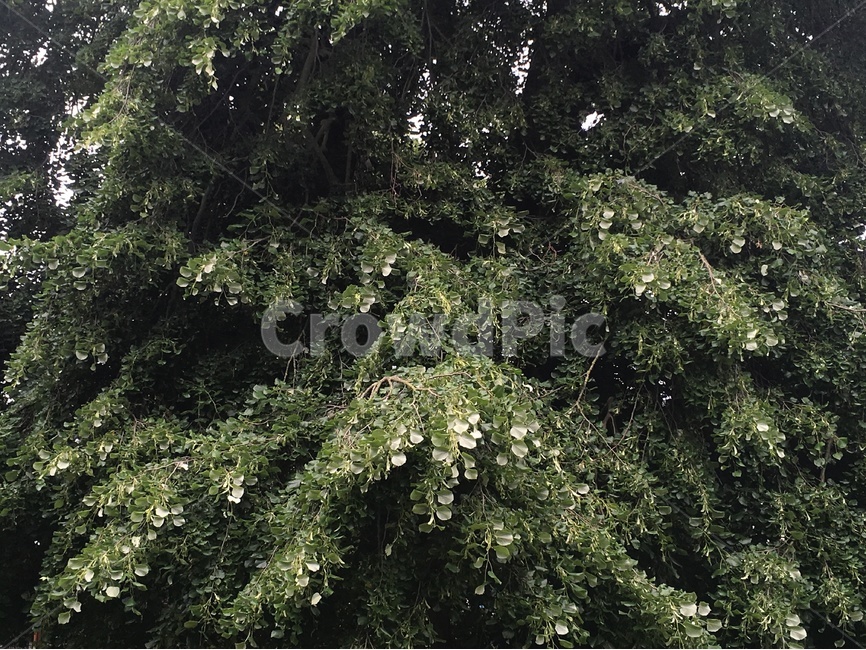 나무,초록,자연,식물,자연물,식물,자연,plants,nature