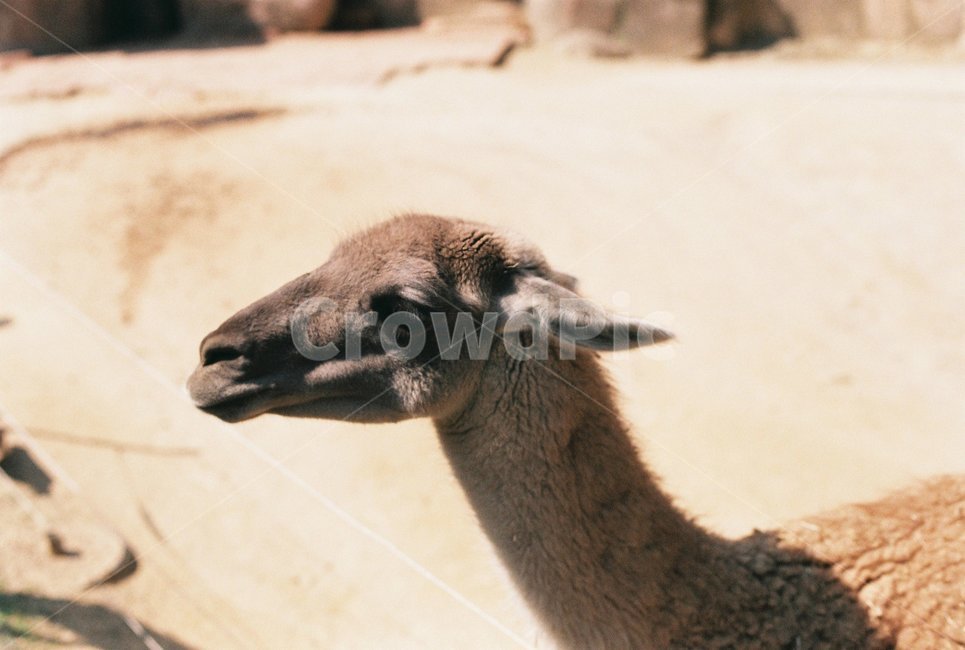 동물,동물원,필름사진,film,라마,동물,animal,포유류,mammal