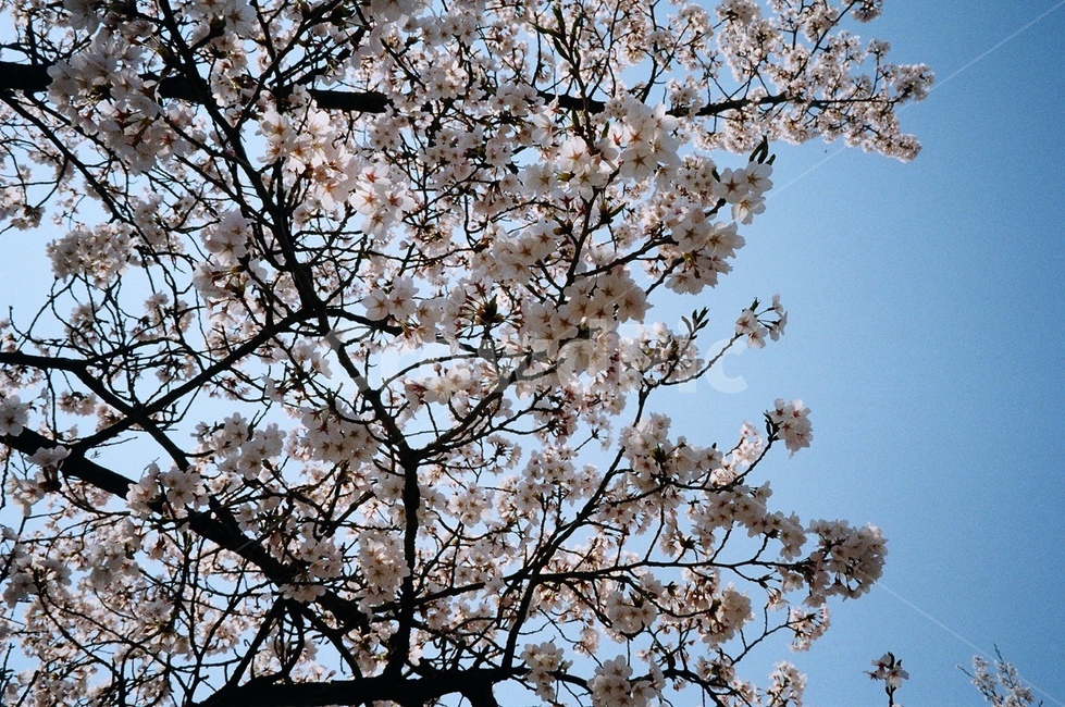 plant,식물,blossom,벚꽃,flower,꽃,cherryblossom,봄,계절,spring,season,cherry blossom