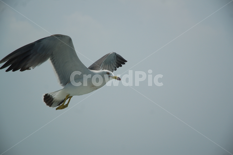 갈매기,바다,사냥,비상,날개,동물,animal,조류,새,birds