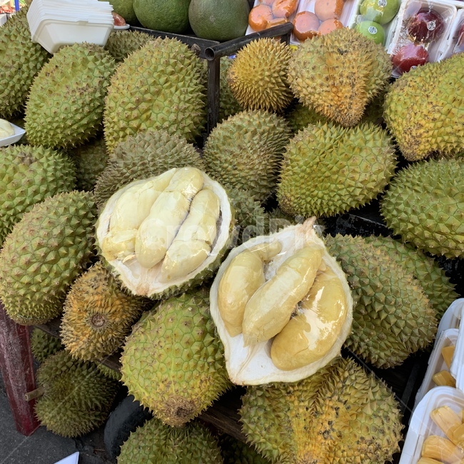 두리안,durian,식물,plant,fruit,과일,과일,열매,fruit