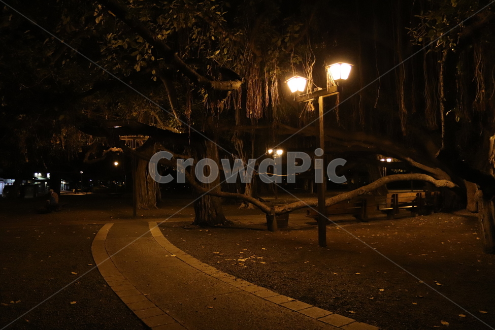 반야트리,하와이,나무,공원,tree,night,밤,야경,밤,풍경,nightscape,night,landscape