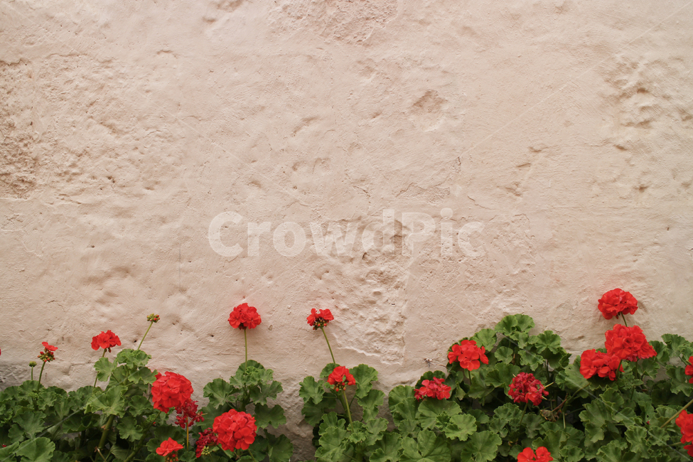 flower,arequipa,peru,southamerica,antacatalina,아레키파,페루,red,wall,벽,direction,alley,calle,좁은길,plant,식물,fresh,green,배경,background,오래된,vintage,rustic,건물,남미