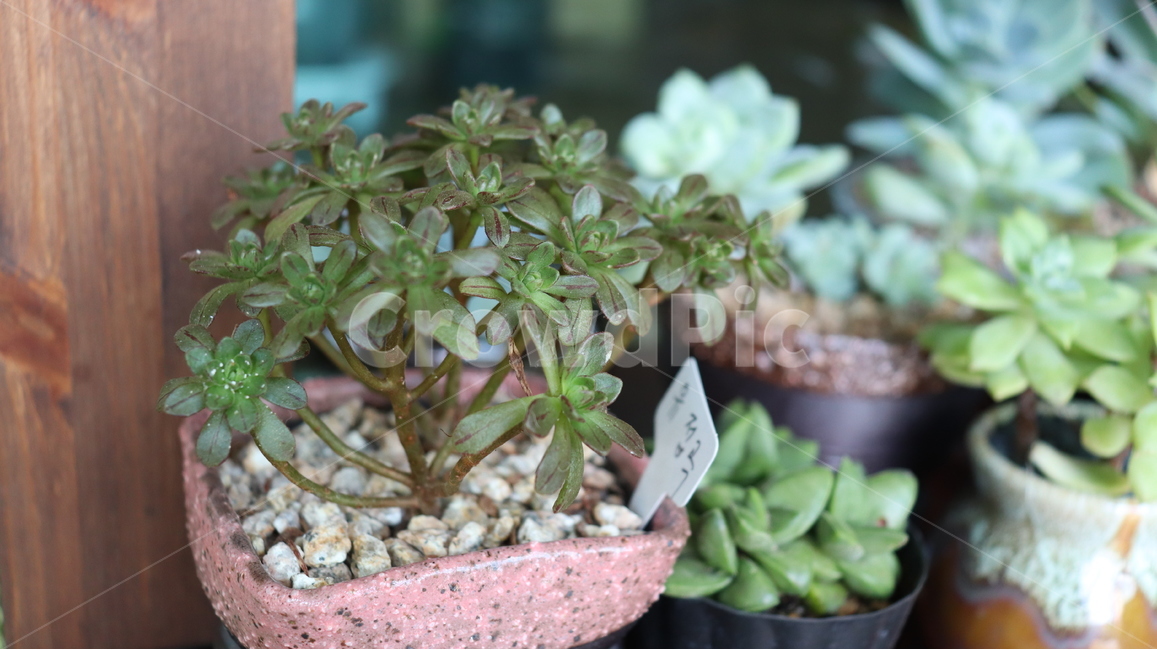 다육,다육이,식물,항아리,돌,실내용화초,화분,화초,house plant