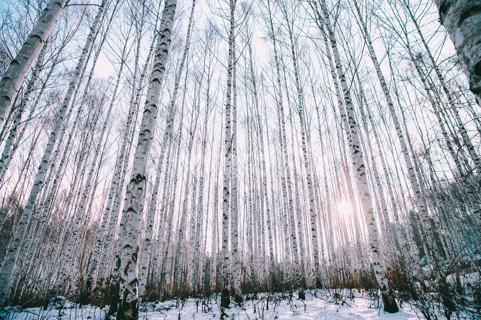 설경,눈풍경,자작나무숲,인제,자작나무,풍경,풍경사진,여행사진,여행,자연,nature,landscape,식물,plants,나무,trees,wood,흑백,모노톤,monochrome,blackandwhite,감성,한국자연풍경,한국자연경관,koreanlandscape,눈꽃,원대리,배경,백그라운드,snow,겨울,계절,winter,season,자연,풍경,nature,landscape,식물,plants,나무,trees,wood,감성,sensible,feeling,휴식,힐링,rest,relaxation,healing,tree,plant
