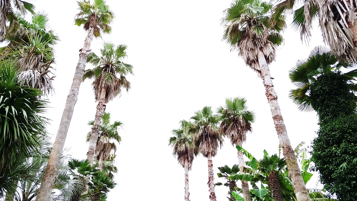 야자수,정글,나무,palmtree,green,하늘,야자수나무,초록,nature,jungle,tree,하얀하늘,멋진,풍경,자연,이쁜,배경,바탕,forest,배경화면,자연,풍경,nature,landscape,plant,식물,palm tree