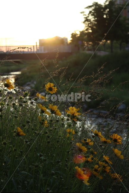 금계국,햇살,빛,아침,풍경,노랑,식물,자연,plants,nature,꽃,flower