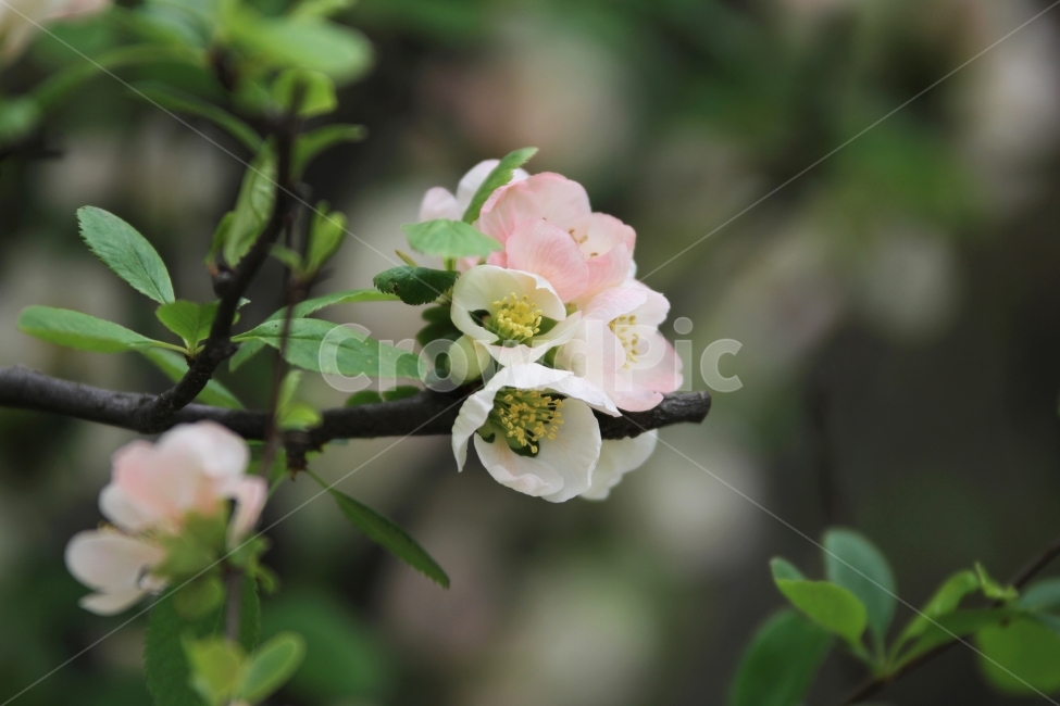 산당화,명자꽃,봄꽃,식물,자연,감성사진,식물,자연,plants,nature,꽃,flower