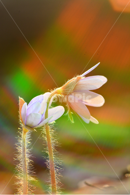 봄꽃,우리꽃,야생화,노루귀,스펙트럼,솜털,접사,마크로,macro,beautiful,spring,flowers,햇살,무지개빛,빛,역광,작은,토종,봄이미지,산에피는꽃,식물,초본,꽃,감성,느낌,필,분위기,봄,계절,spring,season,식물,자연,plants,nature,꽃,flower,blossom,geranium,제라늄,plant