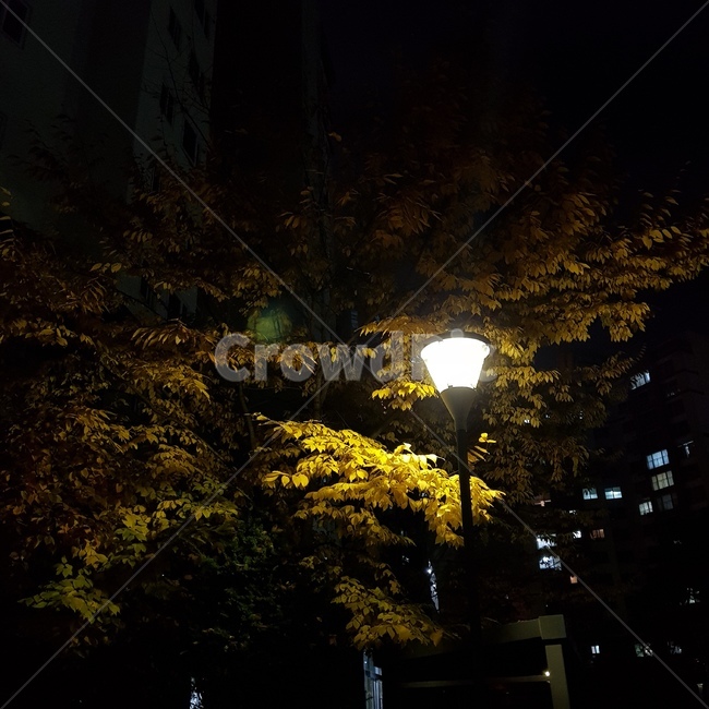 은행나무,밤풍경,가로등풍경,gingkotree,night,야경,밤,풍경,nightscape,night,landscape,lamp post,램프 포스트