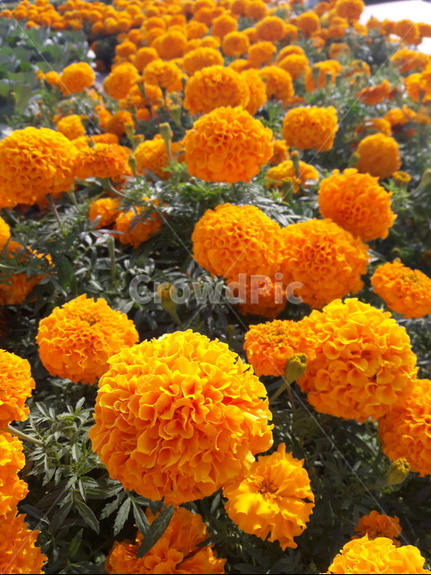 꽃,flower,marigold,메리골드,orange,주황,금잔화,만수국,plant,식물,blossom,식물,자연,plants,nature,꽃,flower