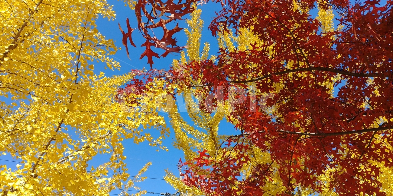 단풍,은행,단풍나무,은행나무,가을,하늘,가을하늘,가을,계절,fall,autumn,season,plant,식물,leaf,잎,tree,나무,maple