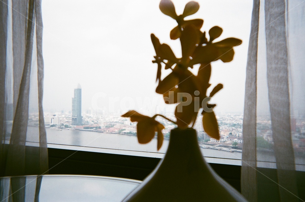노란꽃,노란색,호텔,배경,필름카메라,꽃,실내용화초,화분,화초,house plant