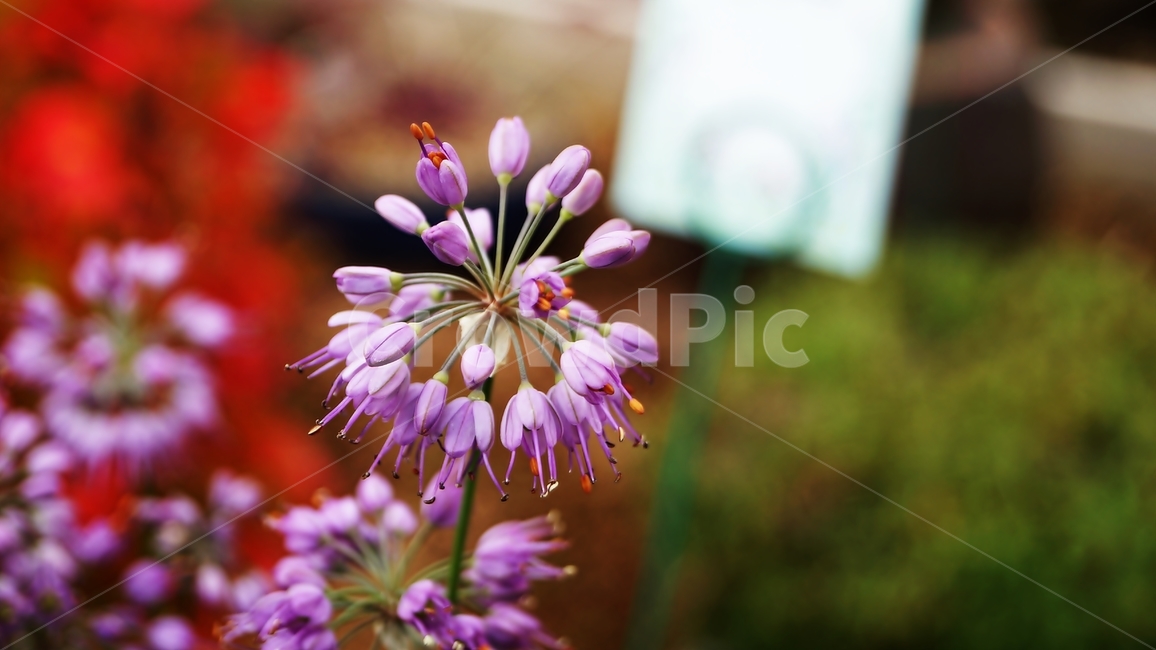 산부추,꽃축제,식물,야생화,꽃길,식물,자연,plants,nature,꽃,flower