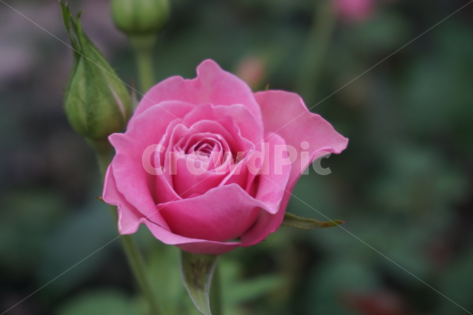 장미,rose,flower,꽃,plant,식물,blossom,분홍,가시,식물,자연,plants,nature,꽃,flower