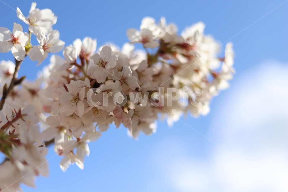 벚꽃,분홍,팝콘,하늘,꽃놀이,핑크,자연,풍경,nature,landscape,꽃,flower,나무,trees,wood,plant,식물