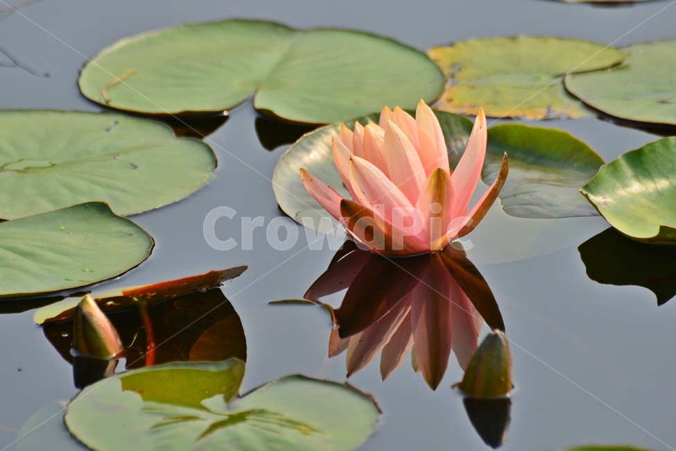 blossom,plant,식물,flower,꽃,수련,연꽃,반영,연못,연잎,연꽃잎,수생식물,수중식물