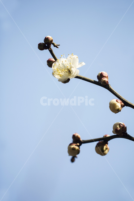 매화,매화꽃,매화나무,봄,봄꽃,꽃,하늘,맑은하늘,푸른하늘,봄,계절,spring,season,식물,자연,plants,nature,꽃,flower,plant