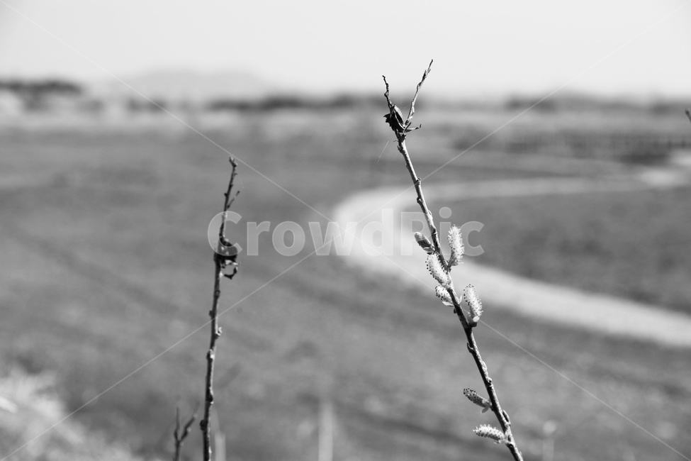 아웃포커싱,새싹,봄,4월,기다림,식물,자연,plants,nature,흑백,모노톤,monochrome,black and white