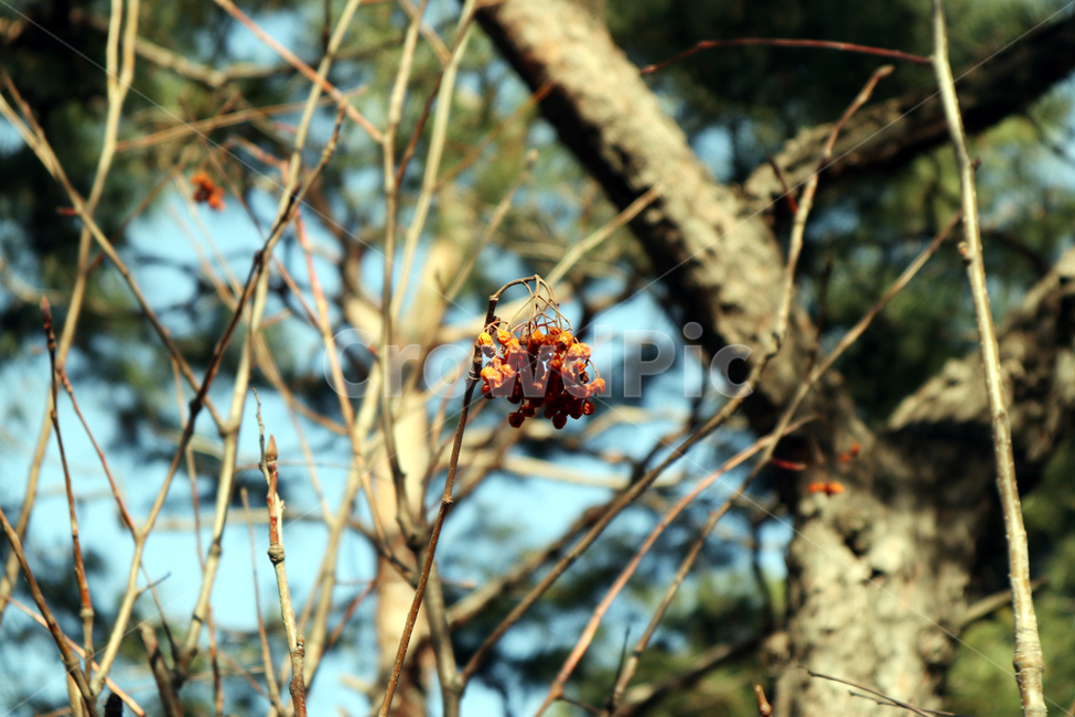 자연풍경,감성,가을,나무,식물,가을,계절,fall,autumn,season,식물,자연,plants,nature,tree,plant