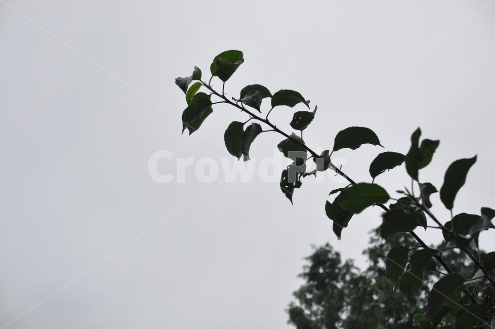 나뭇잎,식물,풍경,자연,환경,하늘,nature,tree,비,비내린후,sky,식물,자연,plants,nature