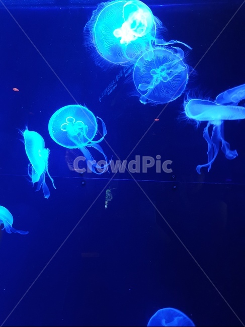 해파리,해양생물,sealife,invertebrate,jellyfish,동물,animal