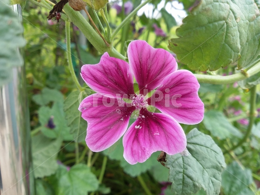 꽃,식물,자연,flower,plant,식물,자연,plants,nature,꽃,flower