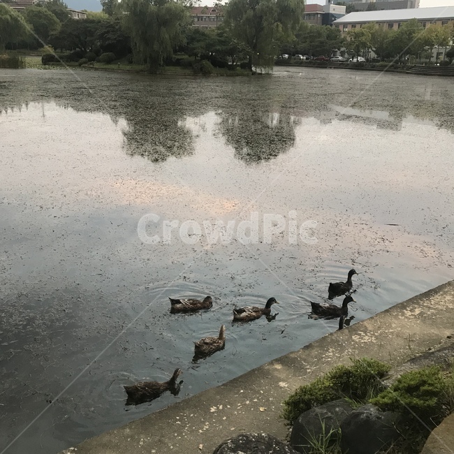 오리,동물,풍경,호수,연못,자연,동물,animal,조류,새,birds