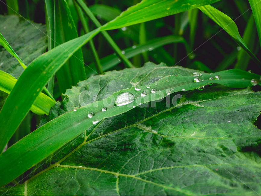 풀,식물,물방울,비,잎,빗방울,초록,식물,자연,plants,nature