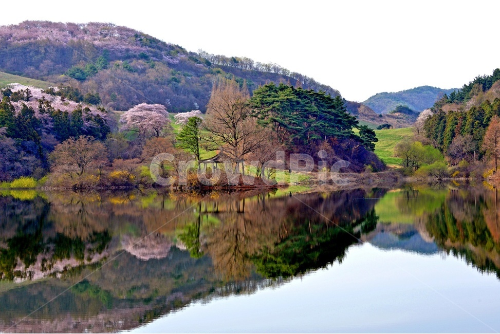 풍경,봄,자연,잔잔함,물가,아름다운,벚꽃,알록달록,봄,계절,spring,season,자연,풍경,nature,landscape,한국자연풍경,한국자연경관,korea nature landscape,outdoors,옥외,water,물