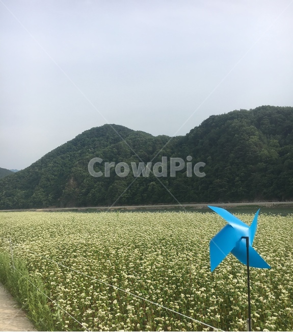 산,강,메밀꽃,하늘,바람개비