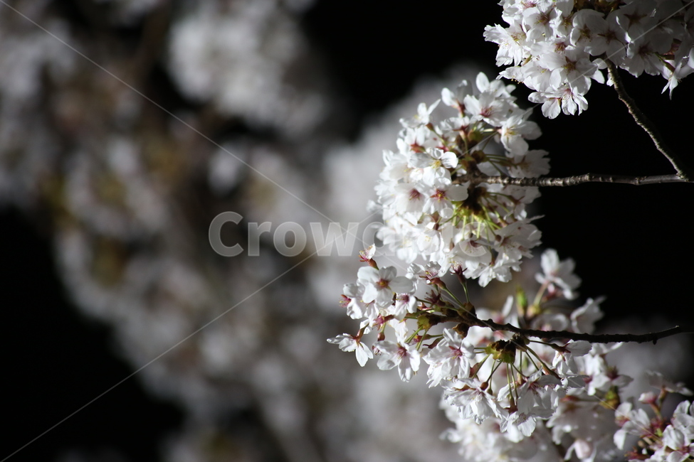 봄,야경,벚꽃,흰색,야간촬영,봄,계절,spring,season,식물,자연,plants,nature,꽃,flower,plant,blossom