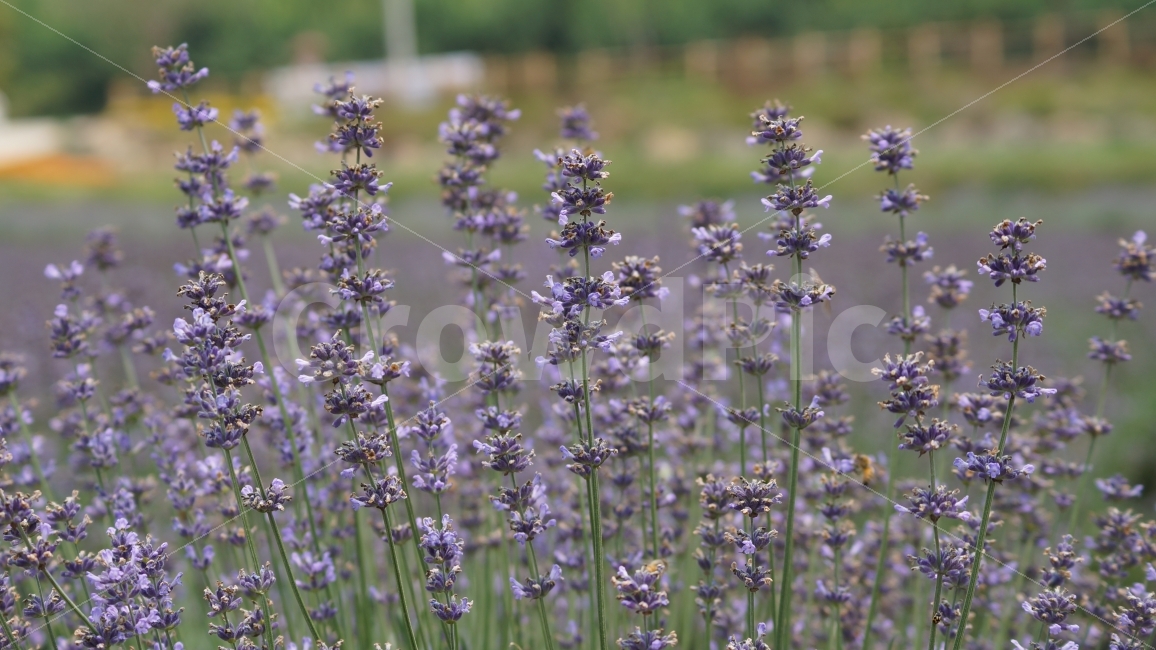 라벤더,꽃,꽃사진,라벤더축제,광양,식물,자연,plants,nature,꽃,flower