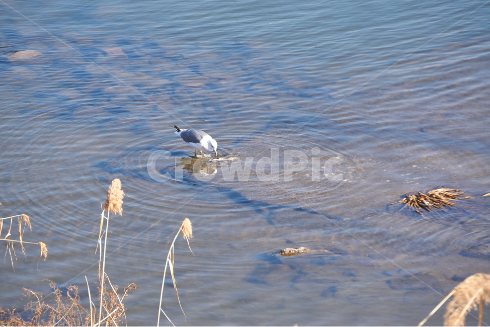 하천,중랑천,청계천,갈매기,조류,한강,새,동물,자연,야생동물,야생,animal,bird,nature,동물,animal,조류,새,birds