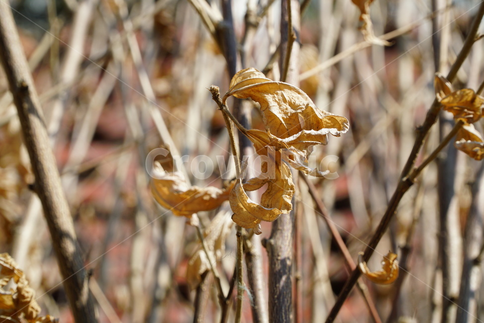 낙엽,낙엽사진,3월낙엽,겨울낙엽,낙엽잎,겨울,계절,winter,season,식물,자연,plants,nature