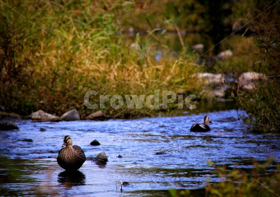 animal,outdoors,동물,옥외,bird,water,물,커플,오리,동물,animal,조류,새,birds